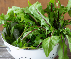 Dandelion Greens