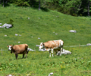 Cattle Grazing