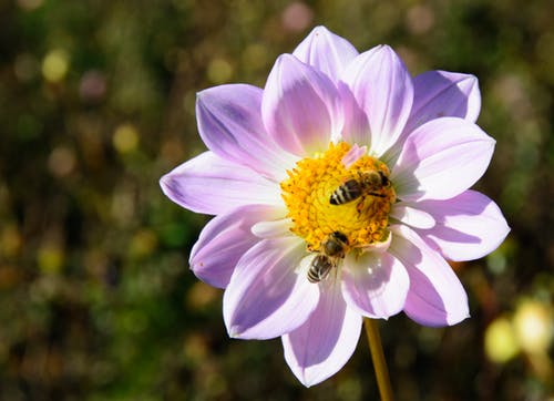 5 Little Known Bee Pollen Facts