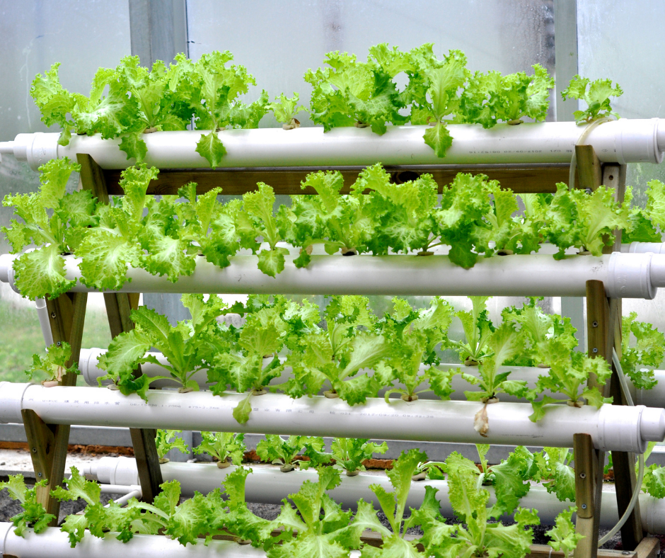 What to Know About Hydroponics