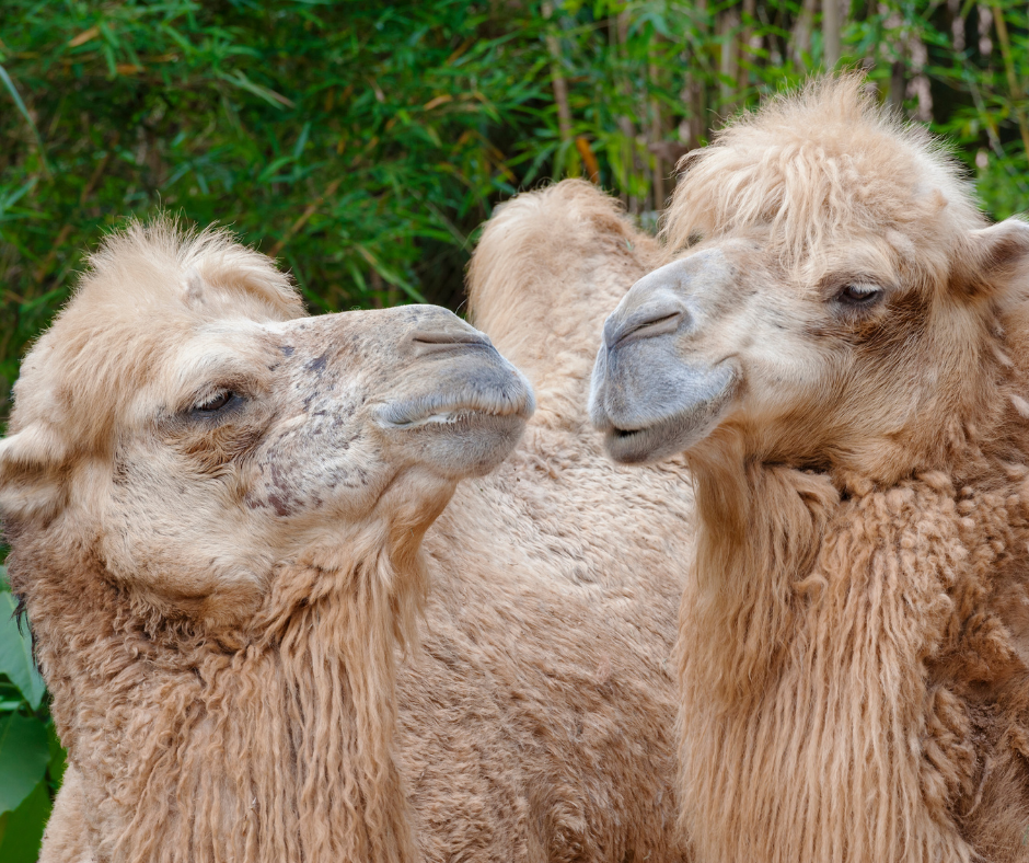 Little Known Facts About Camel Milk